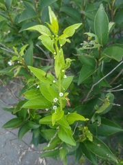 Ilex kusanoi (Ilex kusanoi)