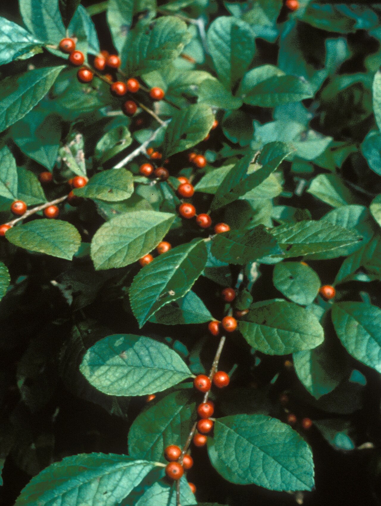 Smooth winterberry: smooth winterberry Ilex laevigata (Pursh) Gray Descriptor: Foliage Description: Ilex laevigata; smooth winterberry Image type: Field Image location: United Stat