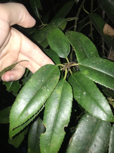 Ilex latifolia (Ilex latifolia)