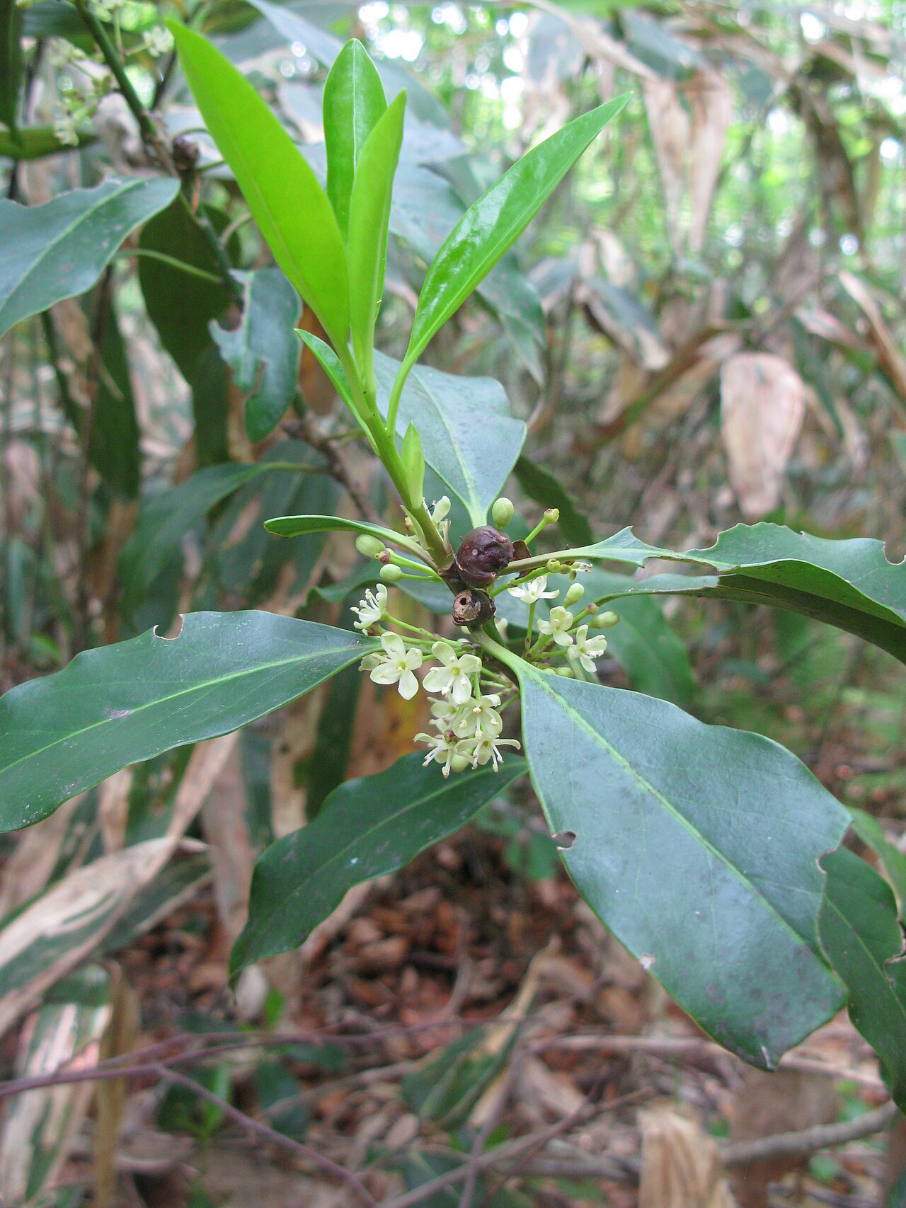 Ilex leucoclada: Ilex leucoclada ,Aizu area,Fukushima pref.,Japan