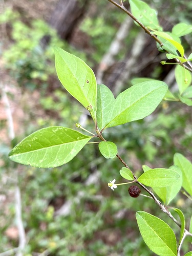 Georgia holly (Ilex longipes)