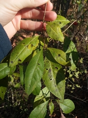 Georgia holly (Ilex longipes)