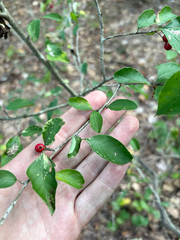 Georgia holly (Ilex longipes)