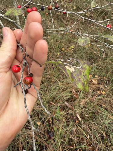 Georgia holly (Ilex longipes)