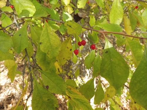Georgia holly (Ilex longipes)