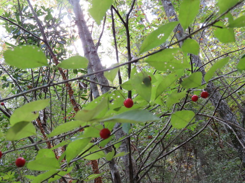 Georgia holly (Ilex longipes)