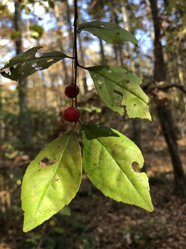 Georgia holly (Ilex longipes)