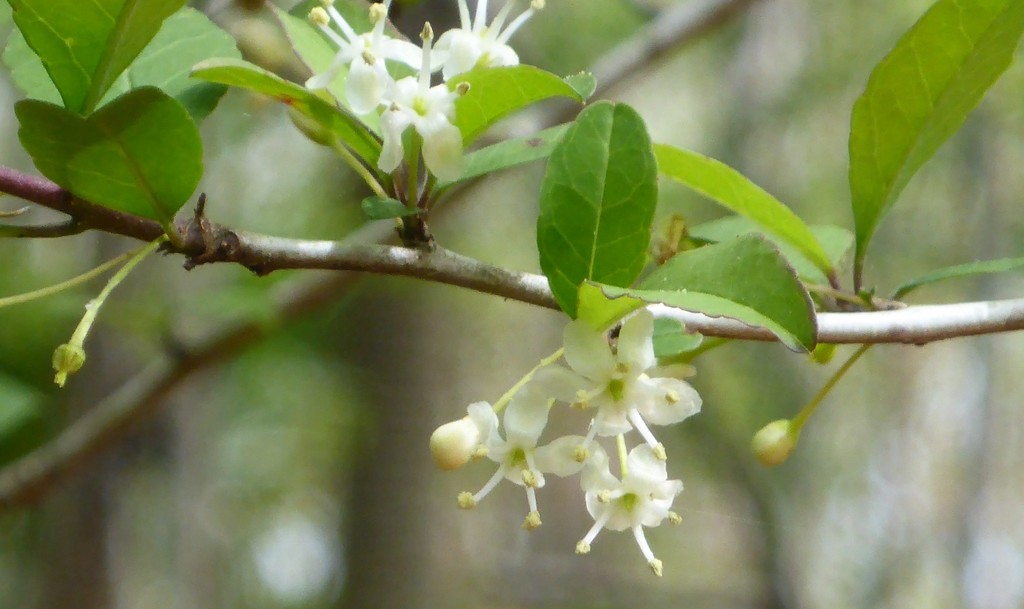 Georgia holly (Ilex longipes)