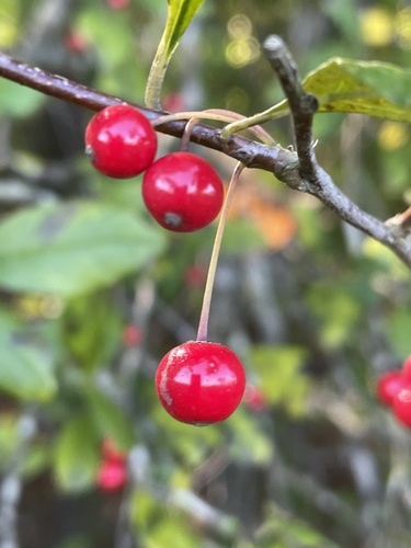 Georgia holly (Ilex longipes)
