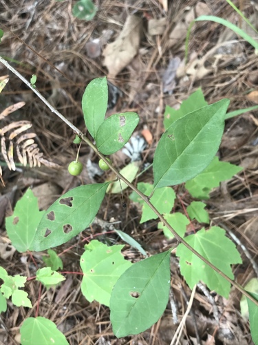 Georgia holly (Ilex longipes)