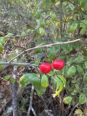Georgia holly (Ilex longipes)