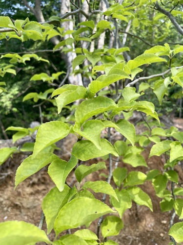 Ilex macropoda (Ilex macropoda)