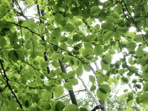 Ilex macropoda (Ilex macropoda)