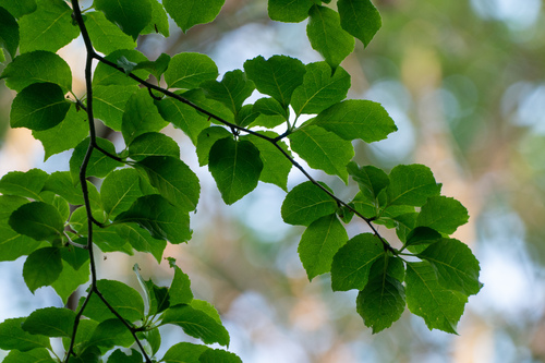 Ilex macropoda (Ilex macropoda)