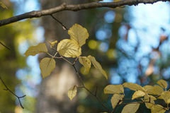 Ilex macropoda (Ilex macropoda)