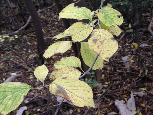Ilex macropoda (Ilex macropoda)