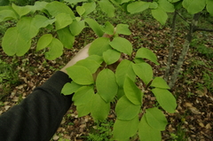 Ilex macropoda (Ilex macropoda)