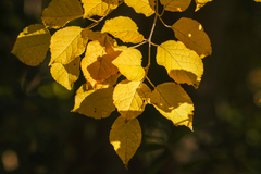 Ilex macropoda (Ilex macropoda)
