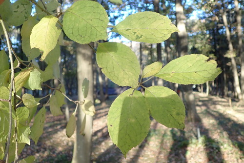 Ilex macropoda (Ilex macropoda)