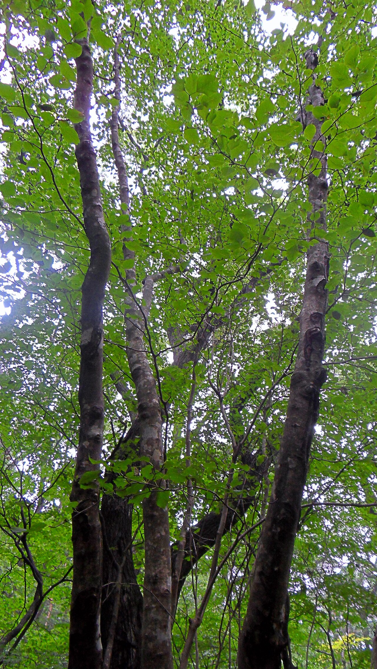 Ilex macropoda: 속리산에서 촬영된 대팻집나무