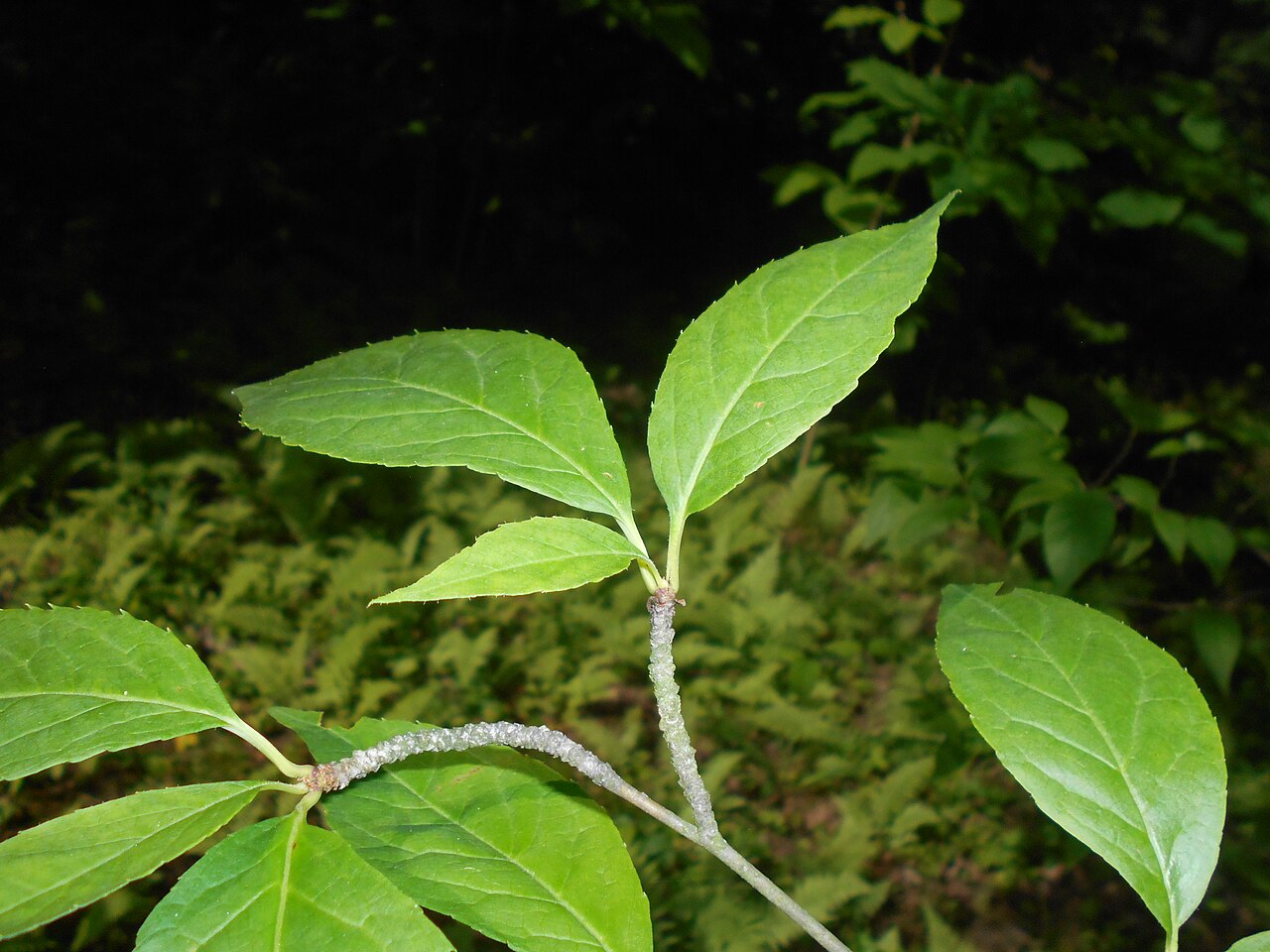 Mountain holly: Ilex montana , Arboretum w Rogowie.
