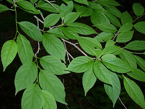 Mountain holly: Ilex montana leaves and branches near Blackbird Knob in Dolly Sods Wilderness, West Virginia, USA.