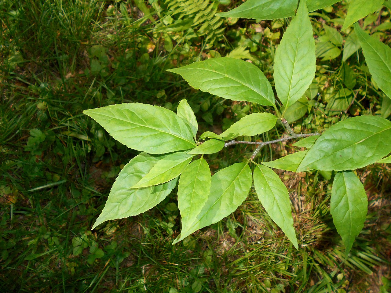 Mountain holly: Ilex montana , Arboretum w Rogowie.