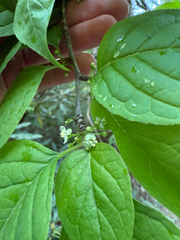 Mountain holly (Ilex montana)