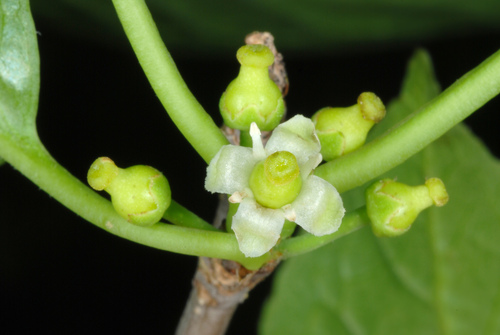 Mountain holly (Ilex montana)