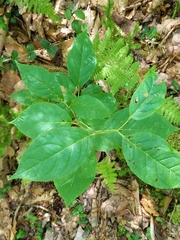 Mountain holly (Ilex montana)