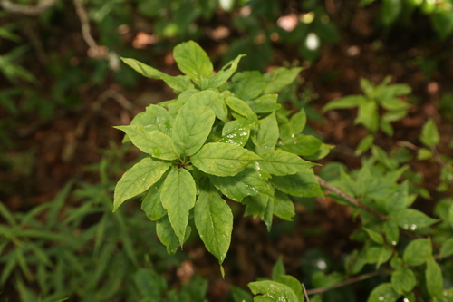 Mountain holly (Ilex montana)