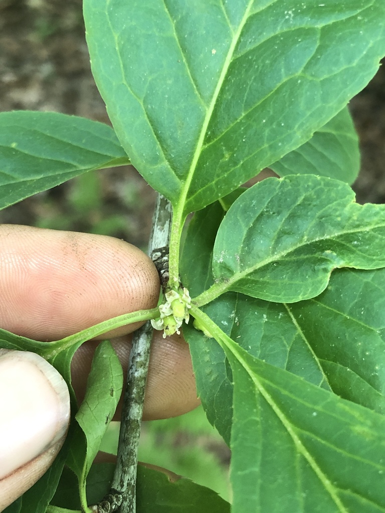 Mountain holly (Ilex montana)