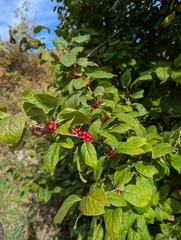 Mountain holly (Ilex montana)