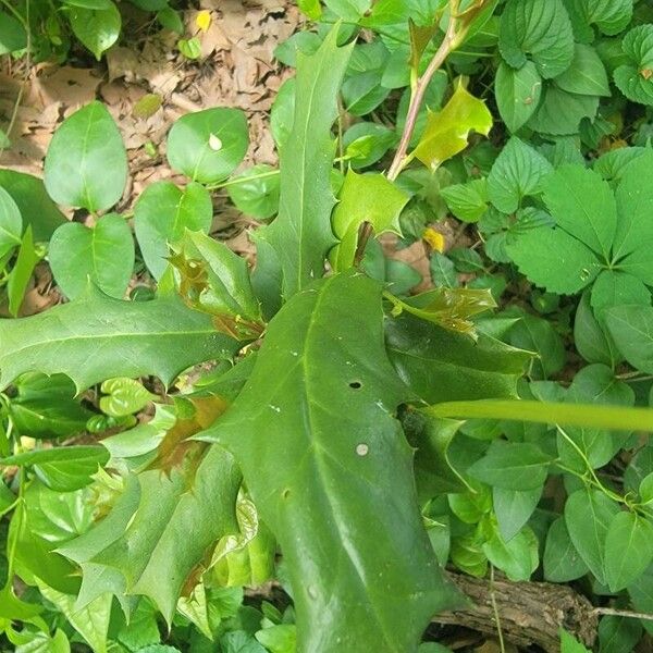 American holly (Ilex opaca)