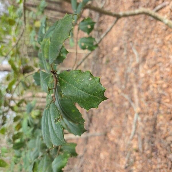 American holly (Ilex opaca)