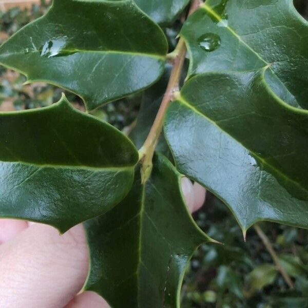 American holly (Ilex opaca)