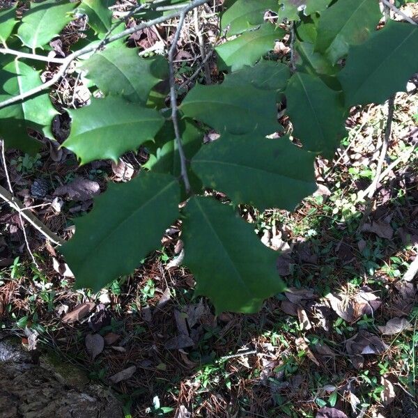 American holly (Ilex opaca)