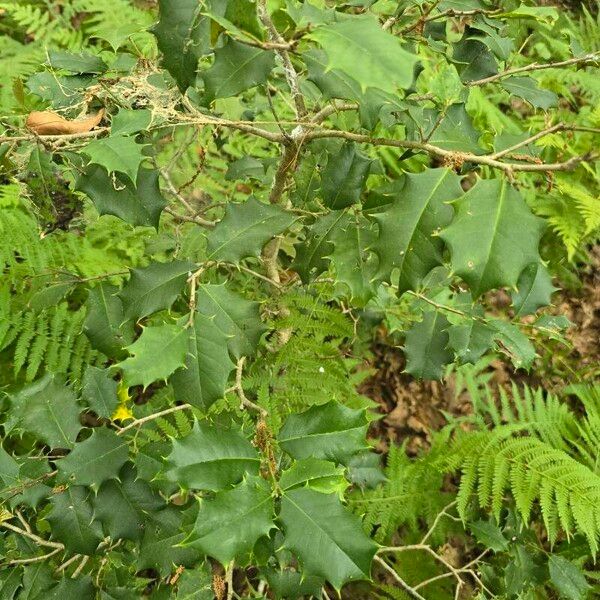 American holly (Ilex opaca)