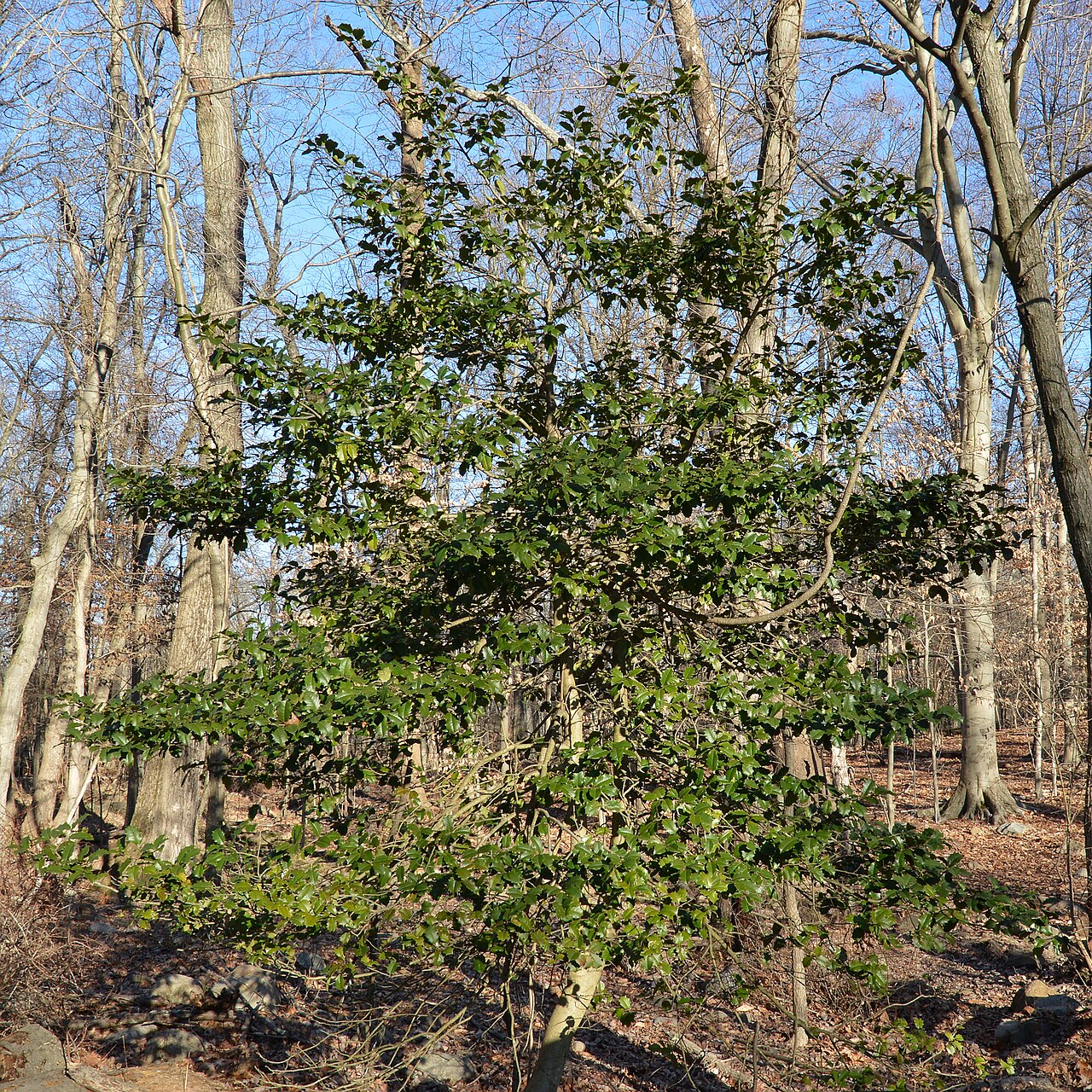 American holly: American Holly ( Ilex opaca ) at the James A. McFaul Environmental Center in Wyckoff, New Jersey, United States of America.