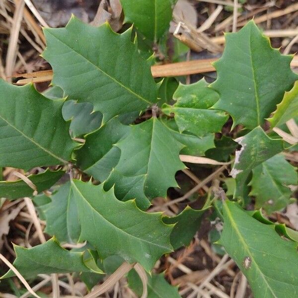 American holly (Ilex opaca)