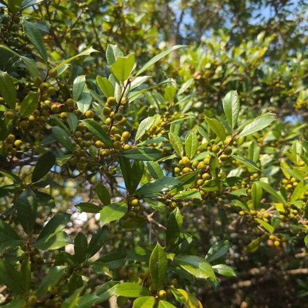 American holly (Ilex opaca)