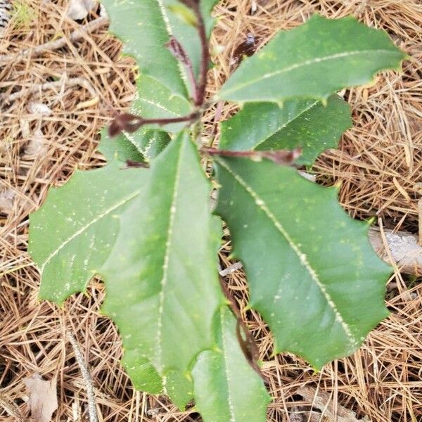 American holly (Ilex opaca)