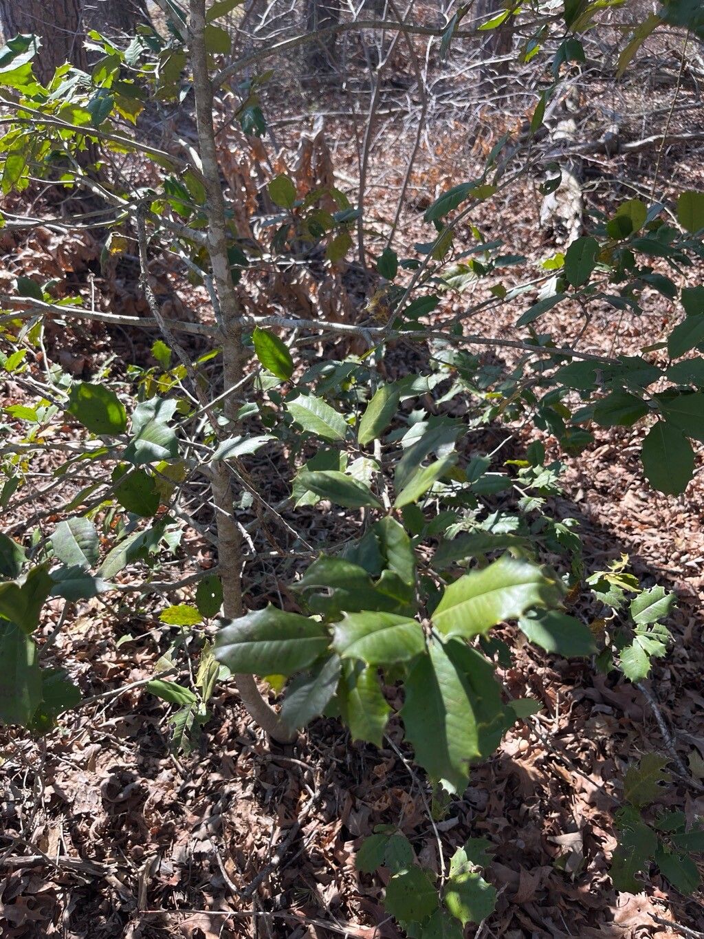 American holly (Ilex opaca)