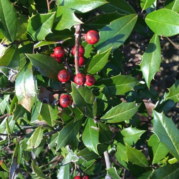 American holly (Ilex opaca)