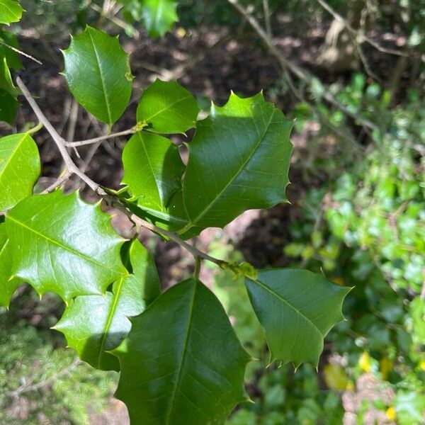 American holly (Ilex opaca)