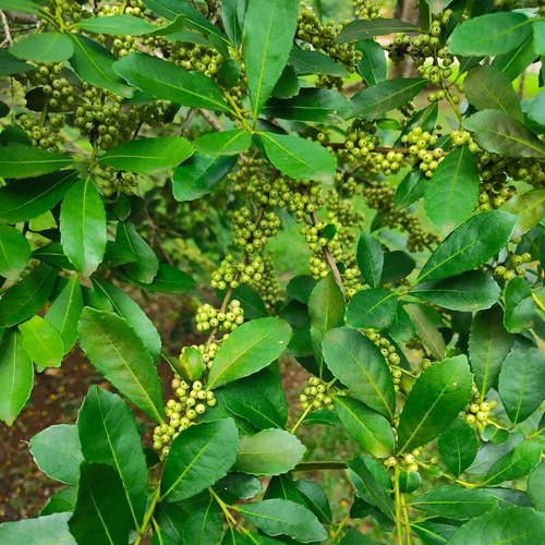 Yerba mate (Ilex paraguariensis)