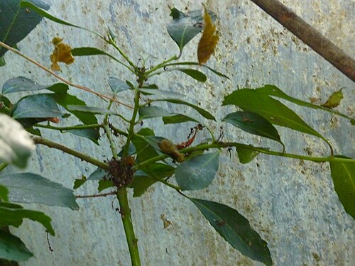 Yerba mate: Ilex paraguariensis growing in the greenhouse of the Deutsches Institut für tropische und subtropische Landwirtschaft, Witzenhausen, Germany