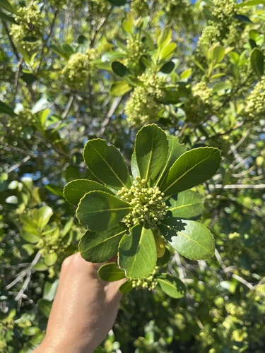 Yerba mate (Ilex paraguariensis)