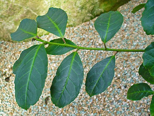 Yerba mate: Ilex paraguariensis , Aquifoliaceae, Yerba mate, leaves; Botanic Garden Universiy Tübingen, Germany. The dried leaves are used in homeopathy as remedy: Mate