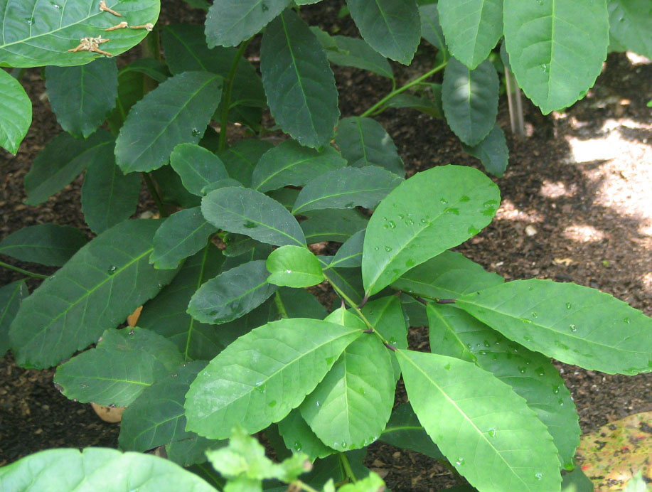 Yerba mate (Ilex paraguariensis)